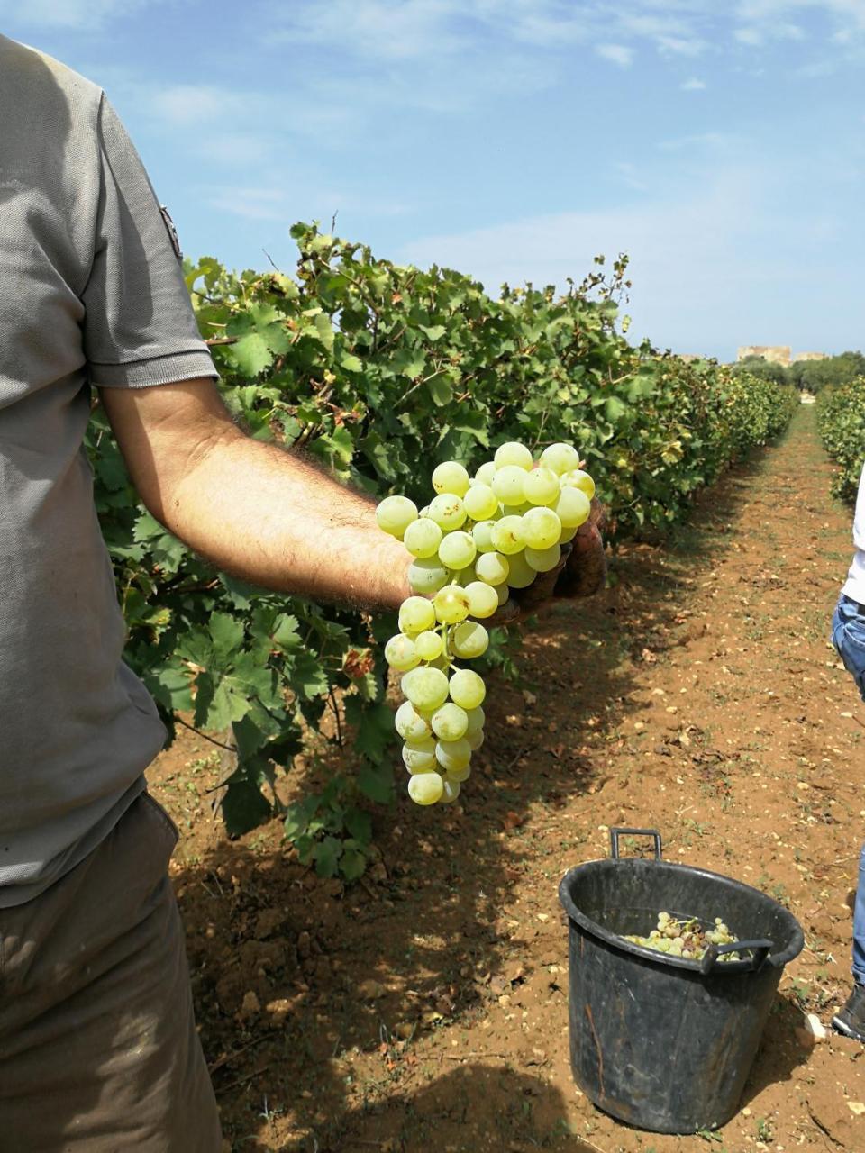 Agriturismo Baglio Donnafranca Wine Resort Marsala Eksteriør bilde